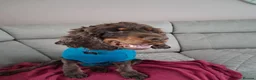 Cocker Spaniel dogs for adoption: Master - Spaniel Available for Adoption in Bridgwater - Advert 6