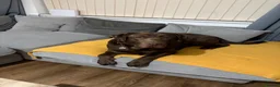Labrador Retriever dogs for stud: Milo - Amazing boy available for Stud  in Manchester - Advert 2