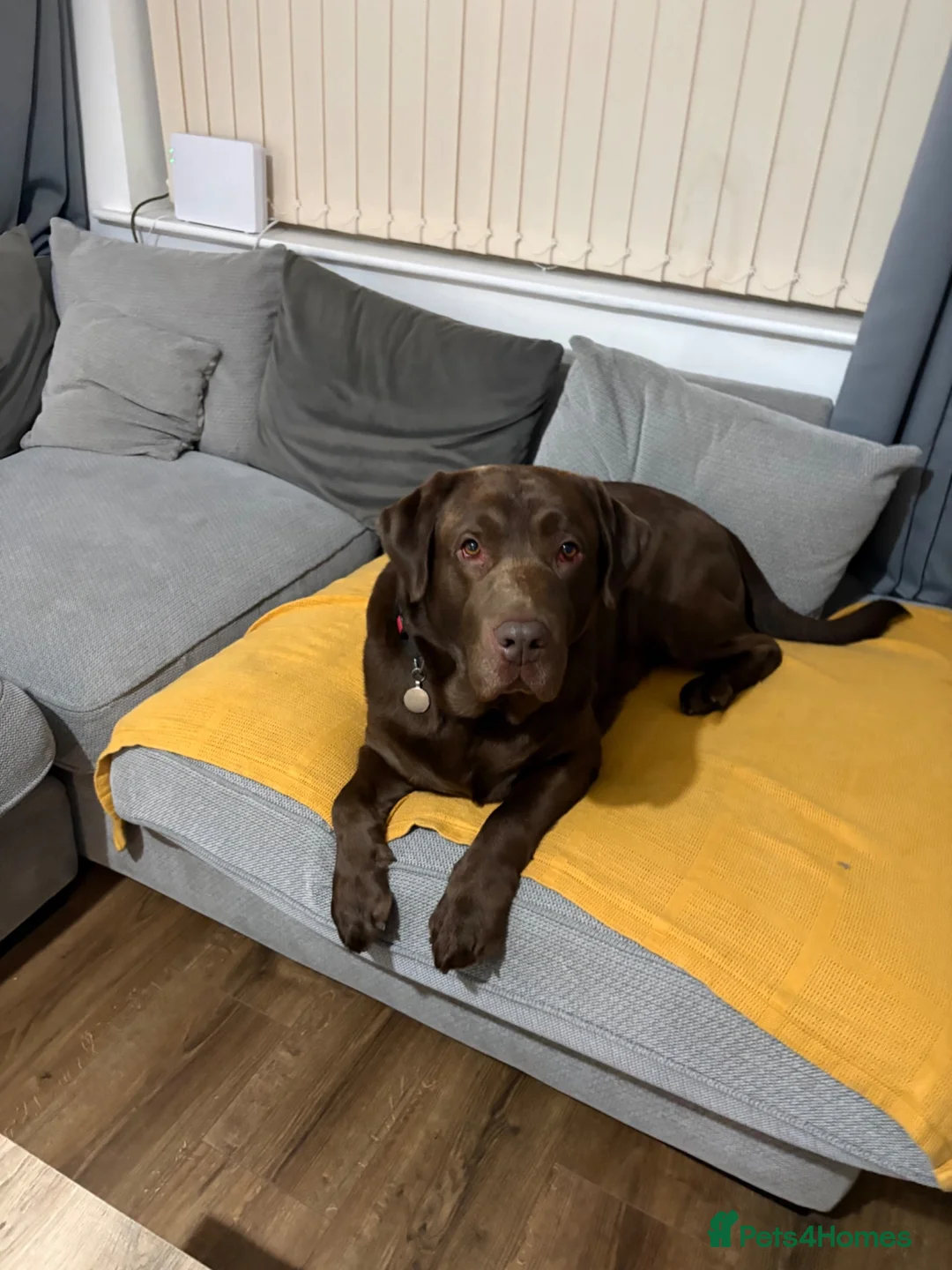 Labrador Retriever dogs for stud: Milo - Amazing boy available for Stud  in Manchester - Advert 2