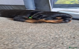 Rottweiler dogs for sale: Rottweiler puppies - Image 1