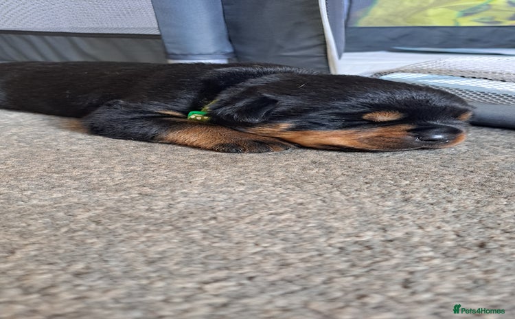 Rottweiler dogs - Advert 1