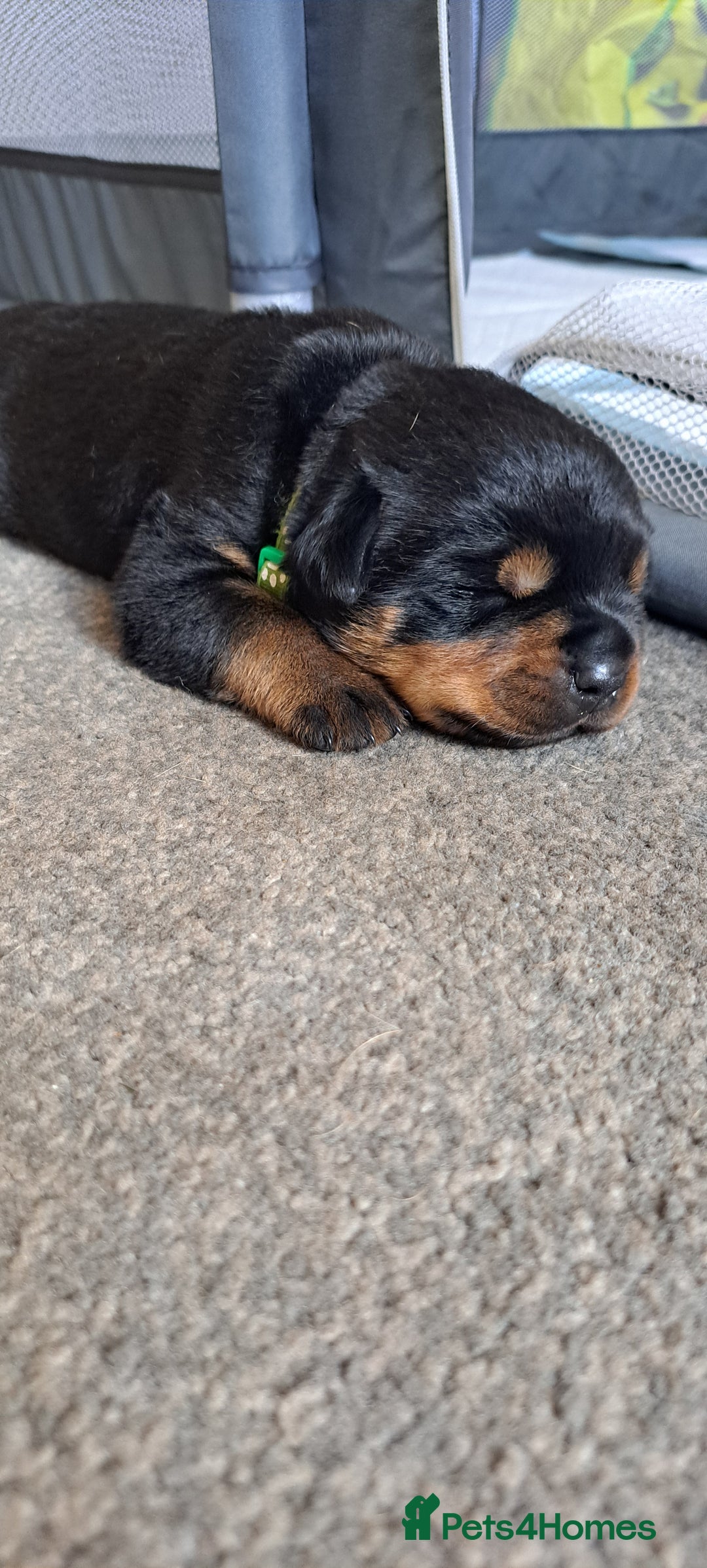 Rottweiler dogs for sale: Rottweiler puppies - Image 1