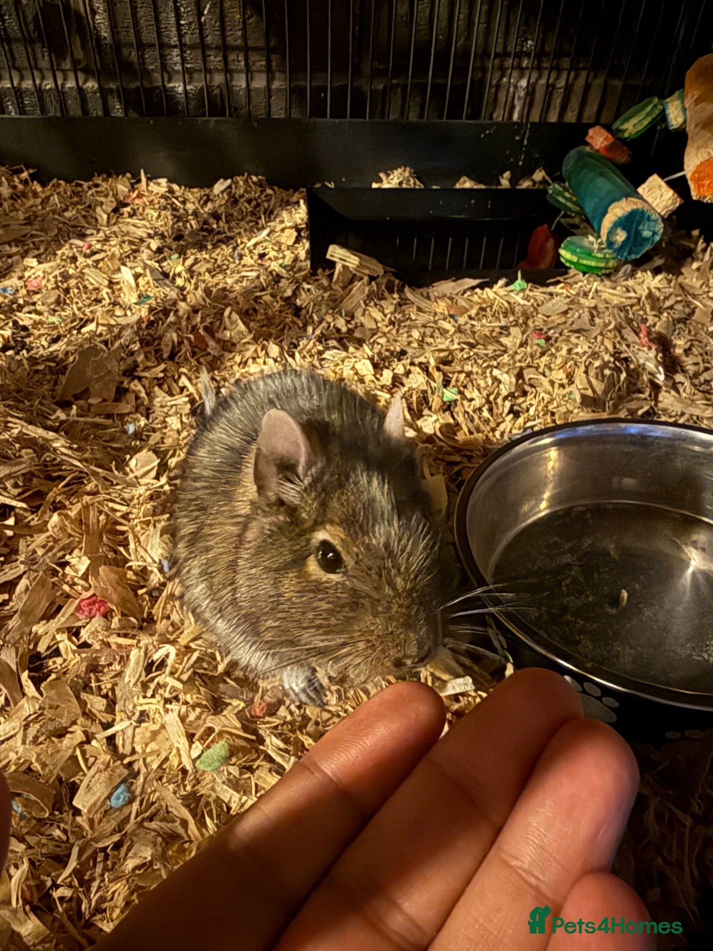 Degus rodents 2 Female Degus, Premium Double Cage & Accessories - Advert 2