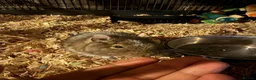 Degus rodents for sale: 2 Female Degus, Premium Double Cage & Accessories - Advert 2
