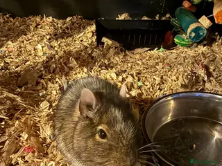 Degus rodents 2 Female Degus, Premium Double Cage & Accessories - Advert 2