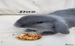 Mini Lop rabbits for sale:  Adorable Baby Rabbits Ready for Loving Homes  - Advert 4