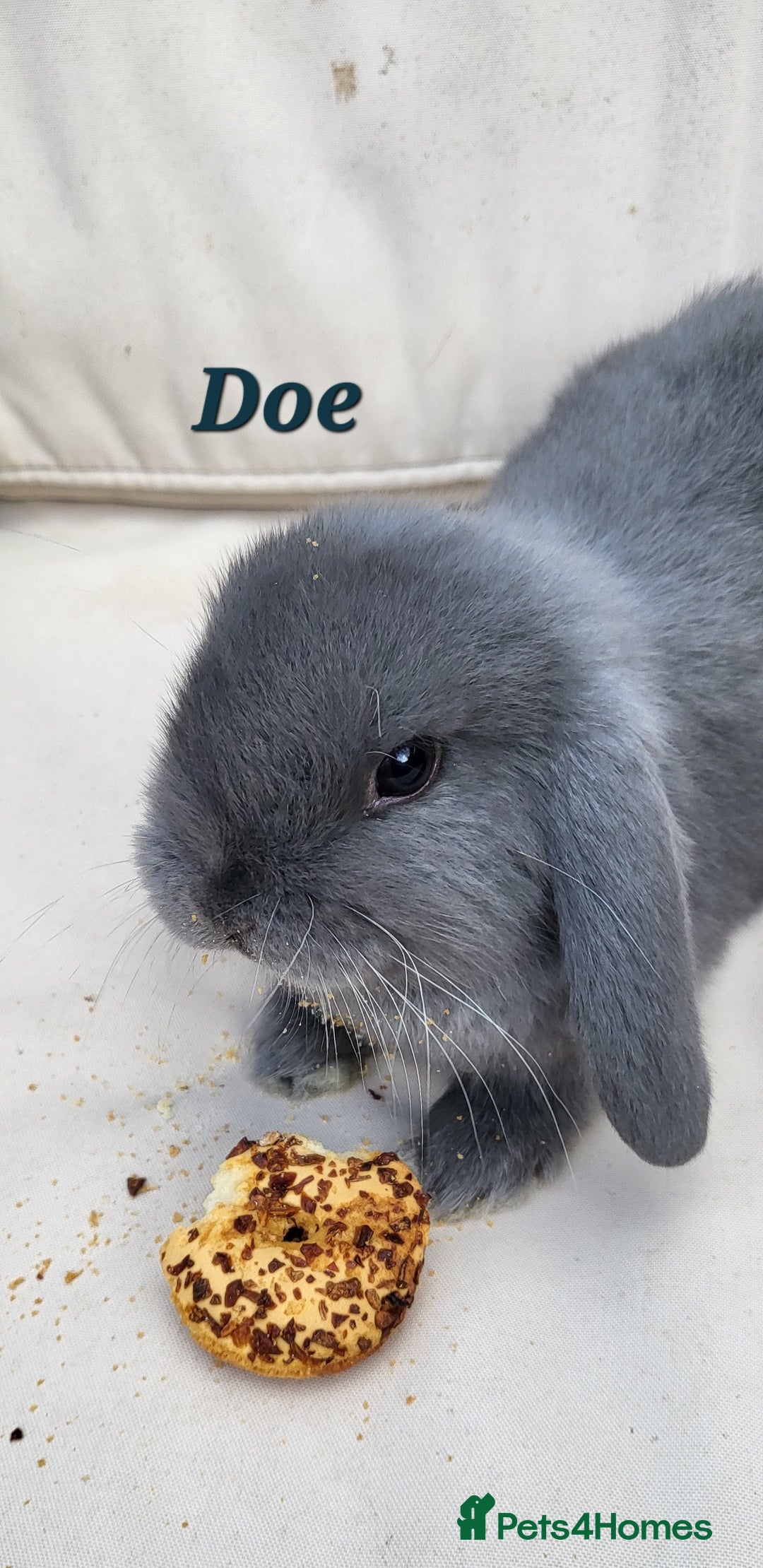 Mini Lop rabbits for sale:  Adorable Baby Rabbits Ready for Loving Homes  - Advert 4