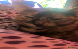 Mixed Breed cats for sale: Queen Delilah - Tortie female  - Image 9