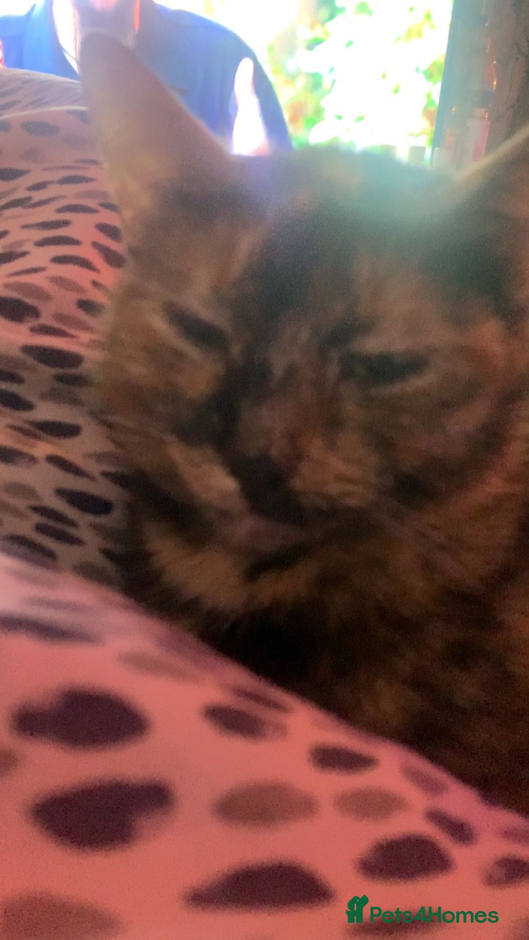 Mixed Breed cats for sale: Queen Delilah - Tortie female  - Image 9