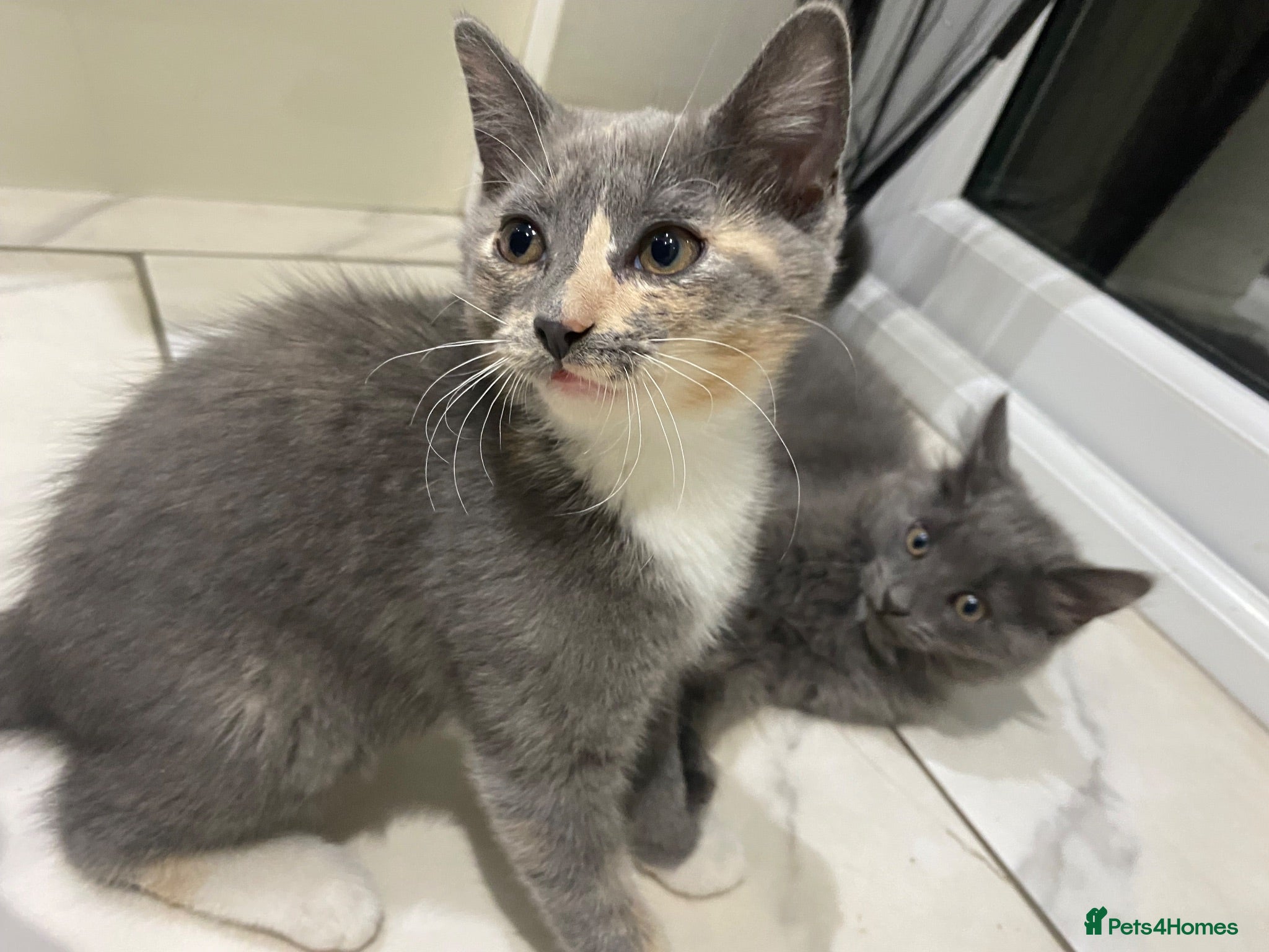Mixed Breed cats 2 Grey Kittens Ready for sale - Advert 17