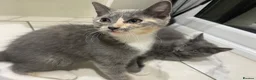 Mixed Breed cats for sale: 2 Grey Kittens Ready for sale - Advert 1