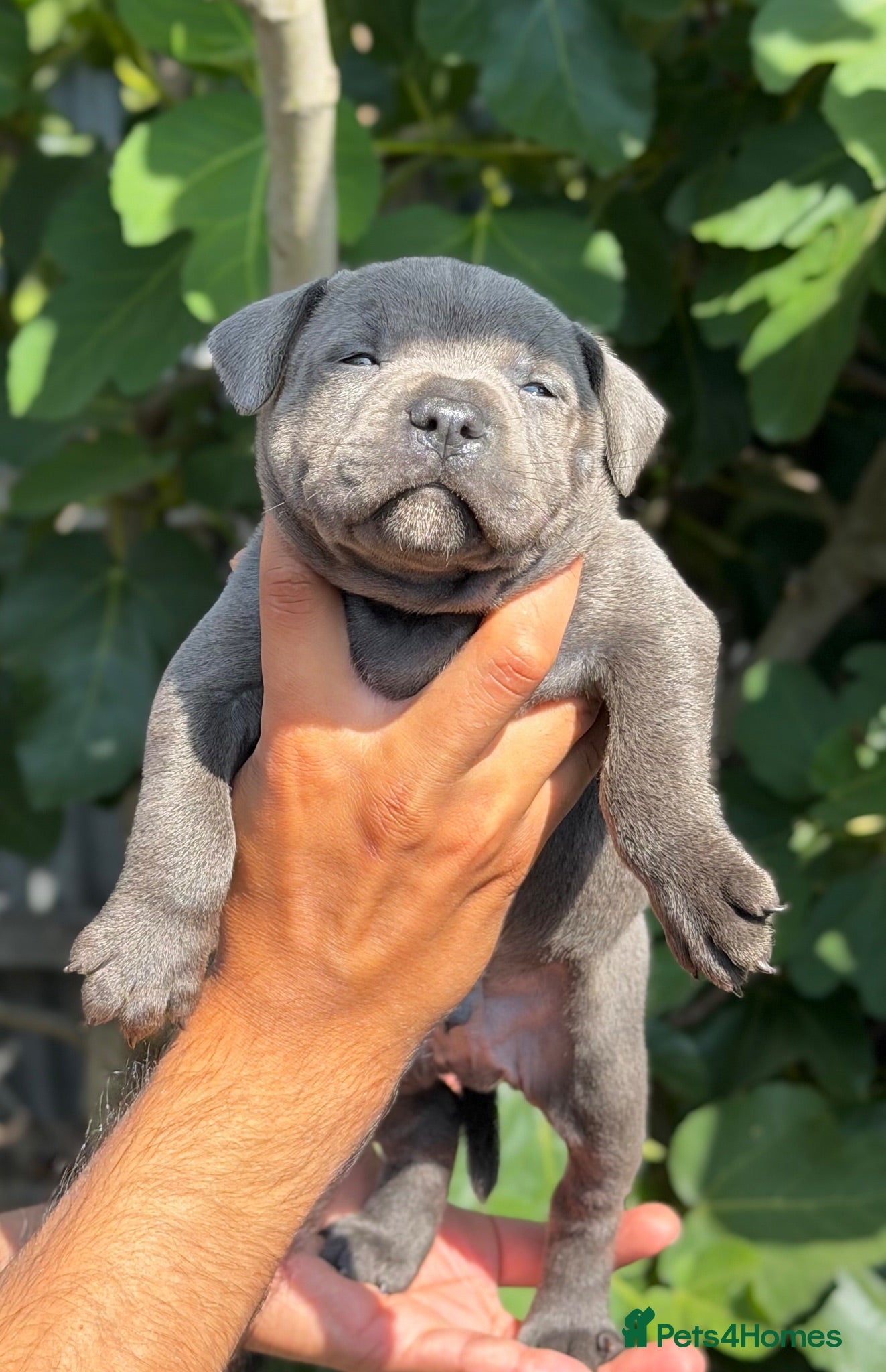Staffordshire Bull Terrier dogs Health Tested KC Staffordshire Bull Terriers - Advert 1