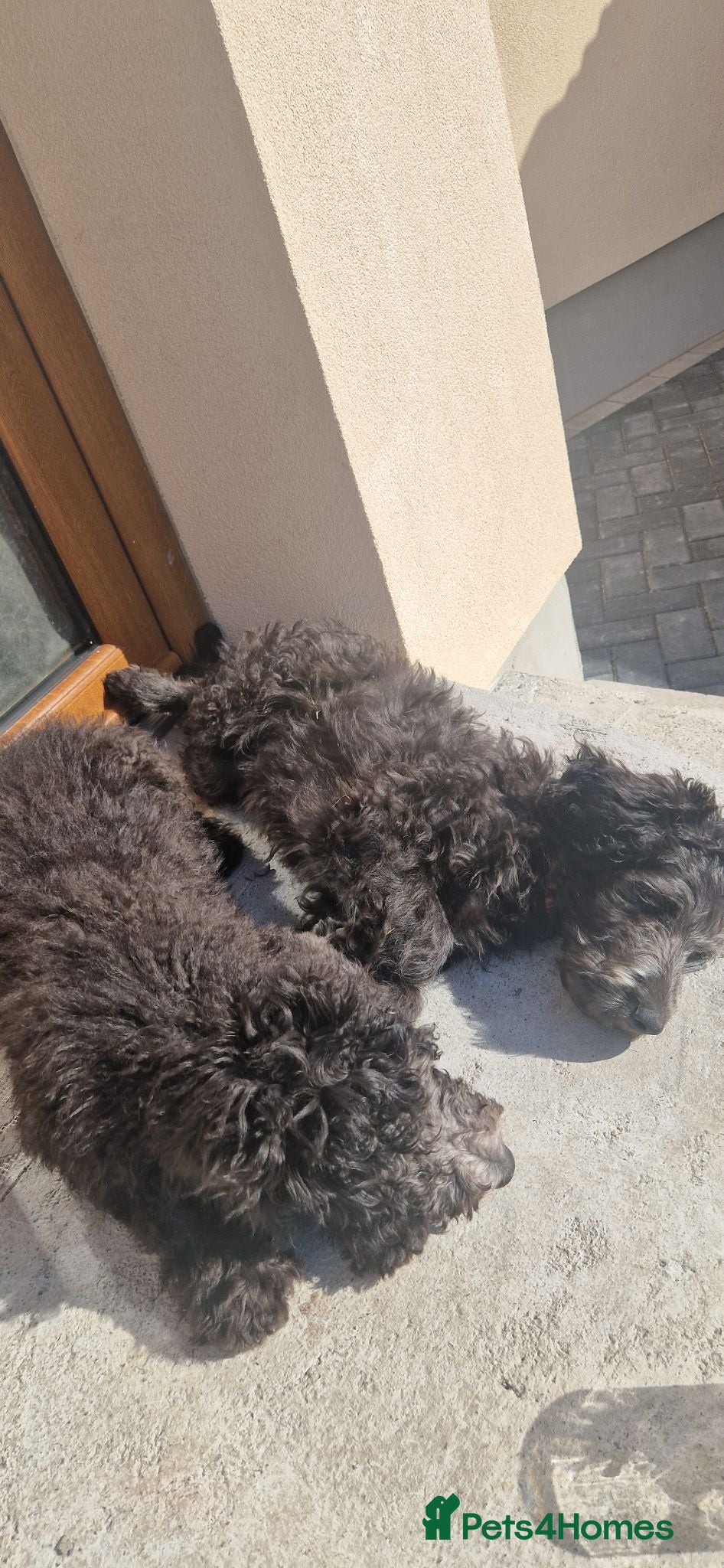 Goldendoodle dogs F1B Rare black standard Goldendoodle North Wales  - Advert 2