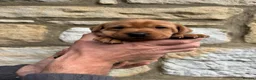 Labrador Retriever dogs for sale: KC Registered Fox Red Labrador Puppies - Advert 3