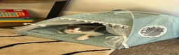 Mixed Breed cats for sale: Gorgeous kitten for sale  in Paignton - Advert 10