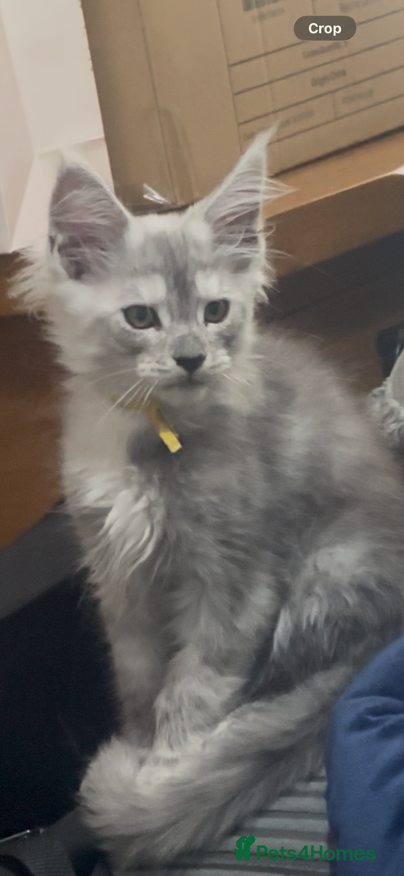 Maine Coon cats Beautiful tica registered mainecoon babies  - Advert 2
