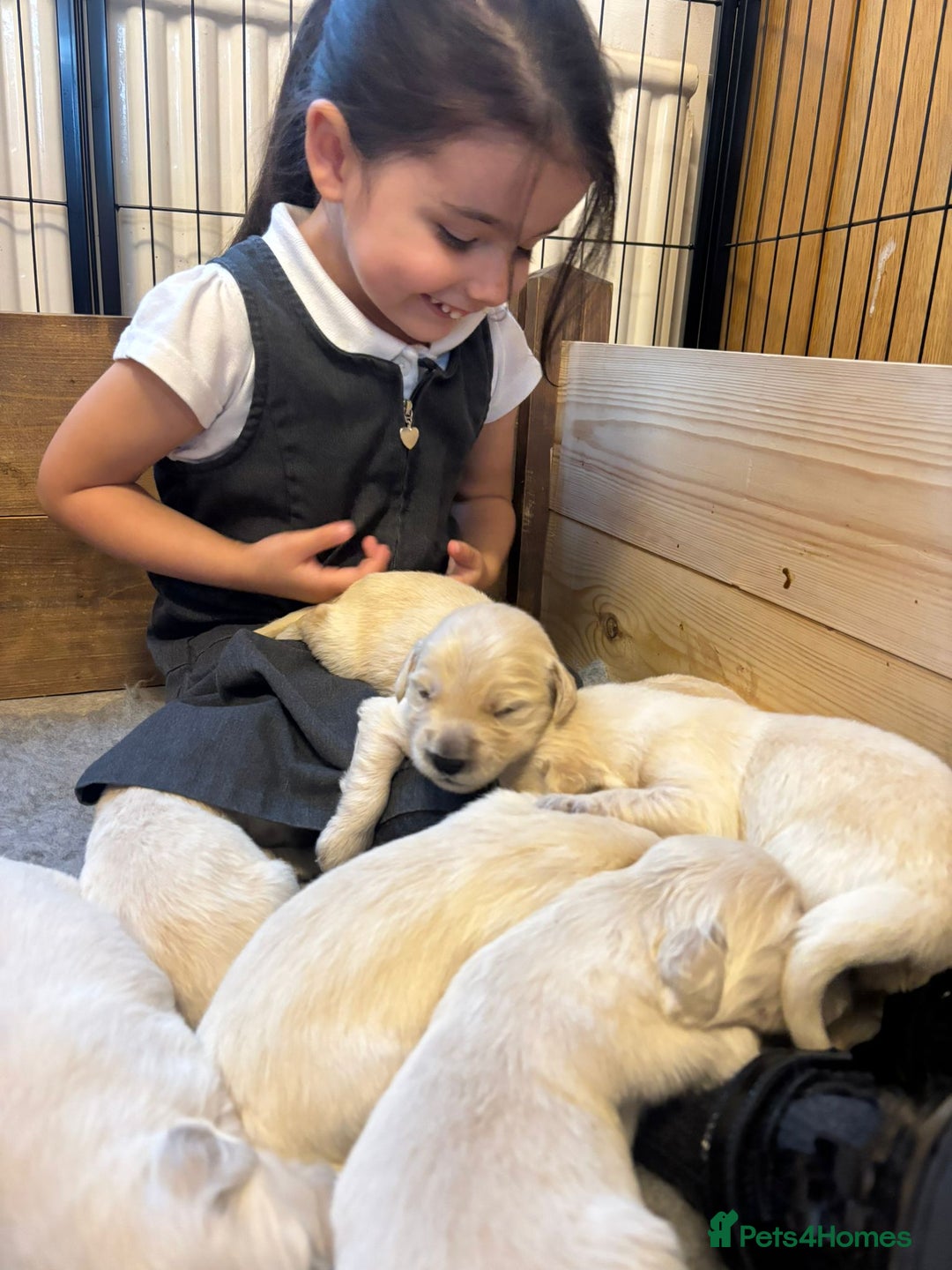 Golden Retriever dogs for sale: Perfect bundles of joy - Image 12