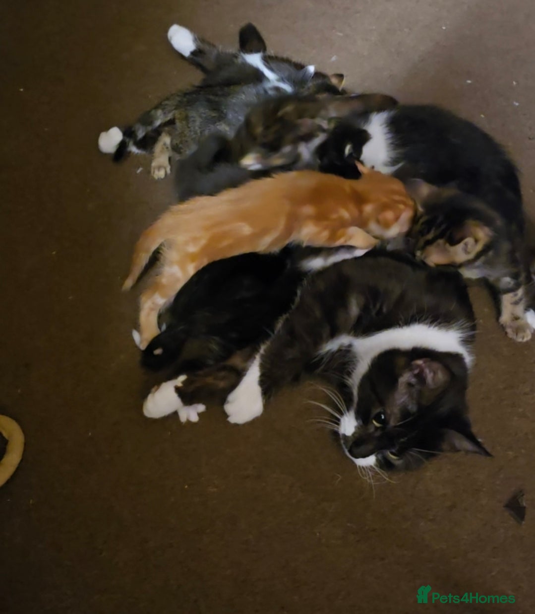 Mixed Breed cats for sale: Maincoon x  - Advert 5