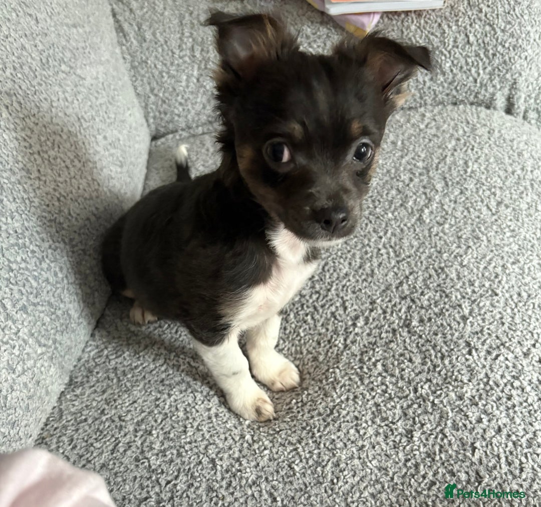 Pomchi dogs for sale: Pixie  - Advert 1
