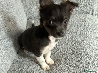 Pomchi dogs Pixie - Advert 1