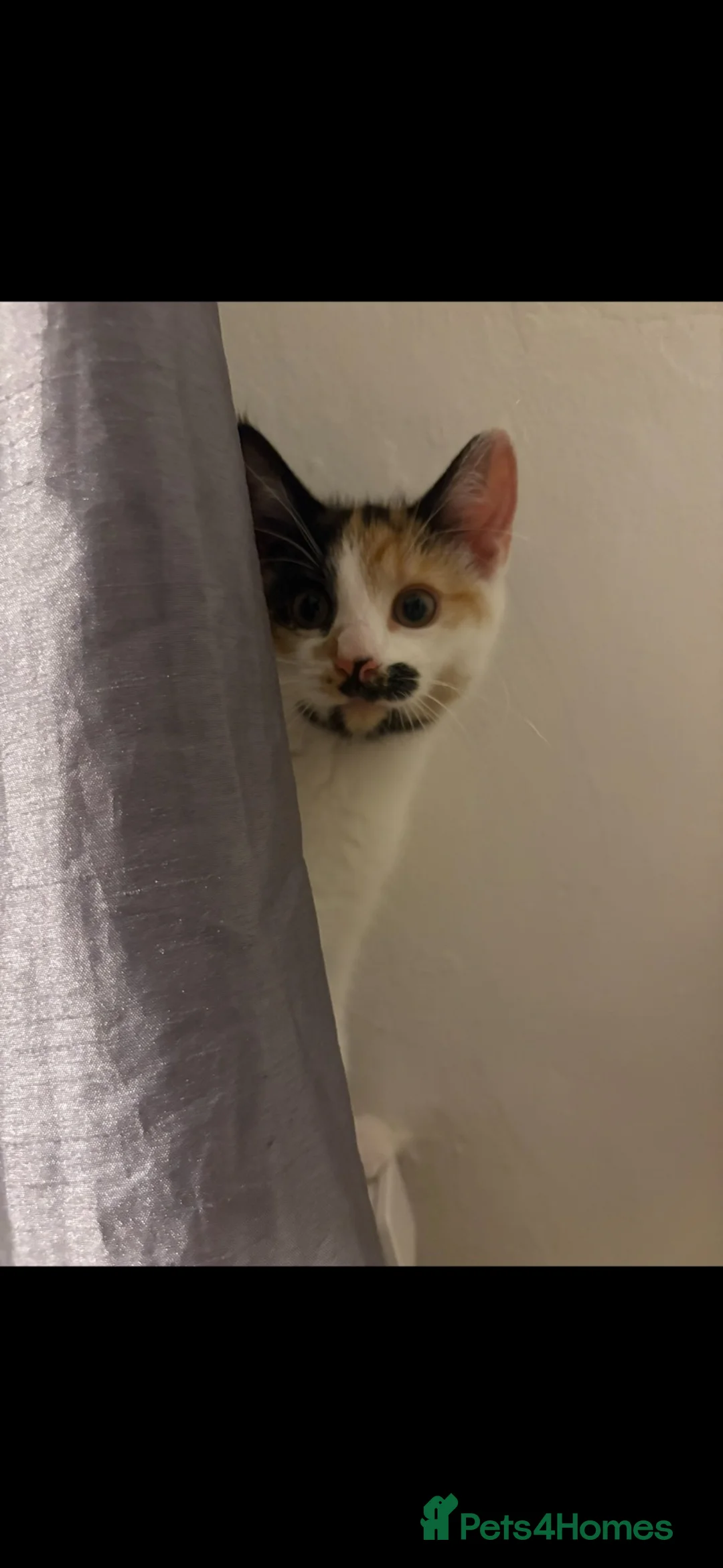 Mixed Breed cats for sale: Mother & daughter, want to go together. - Advert 5