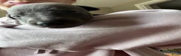 Whippet dogs for sale: Beautiful whippet pups - Advert 5