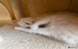 Ragdoll cats for sale: 5 beautiful GCCF Ragdoll kittens - Image 21