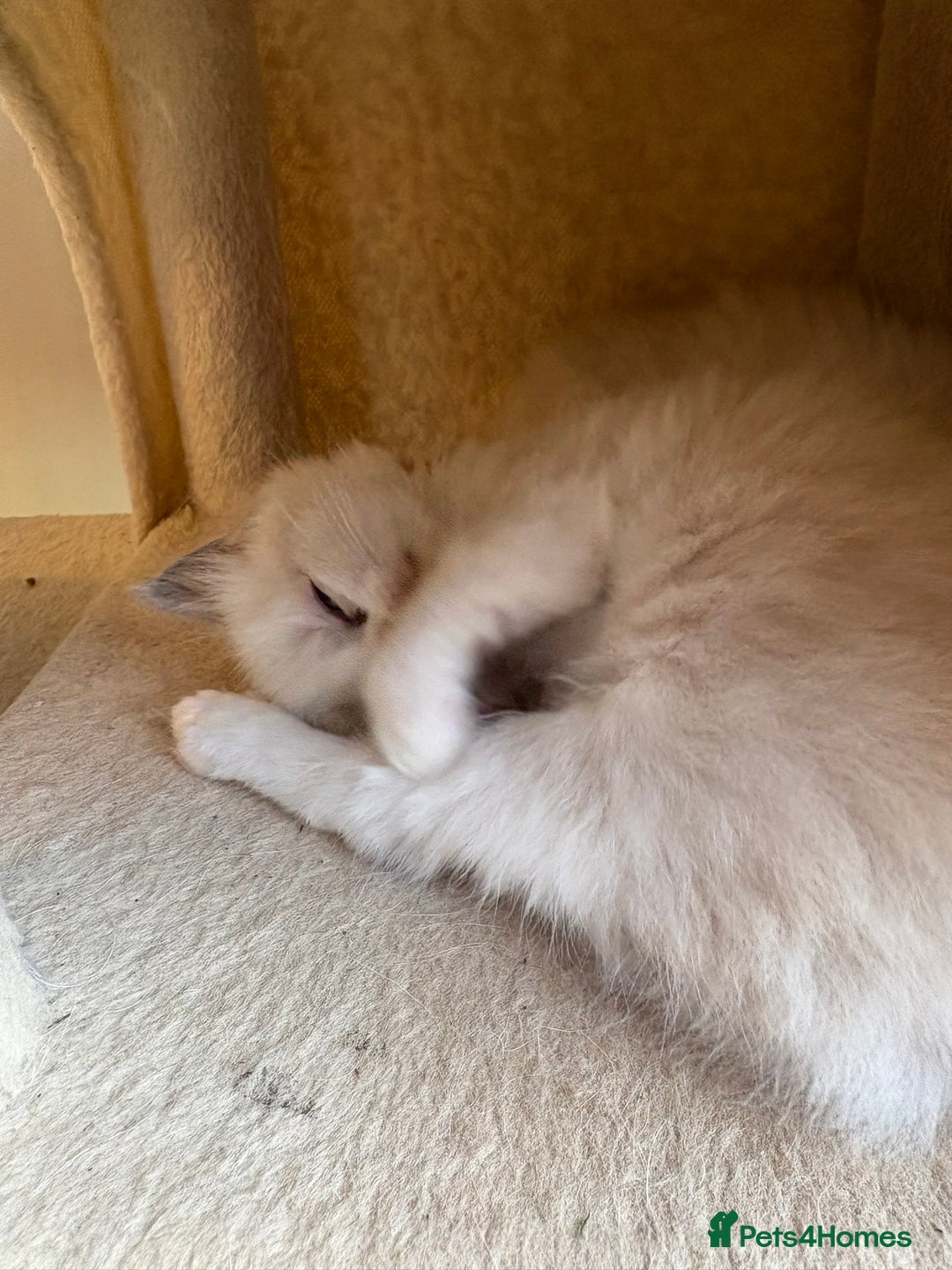 Ragdoll cats for sale: 5 beautiful GCCF Ragdoll kittens - Image 21
