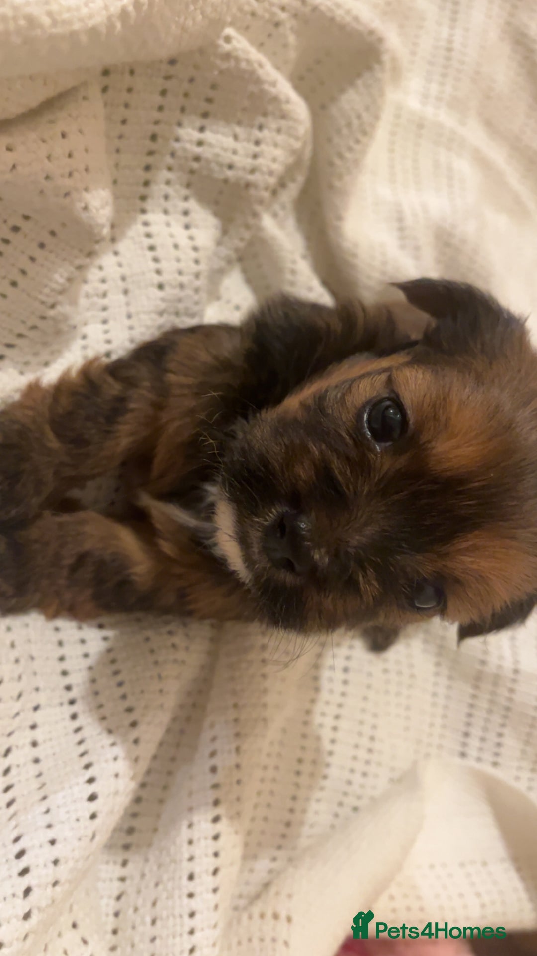Mixed Breed dogs for sale: Cairn Terrier x Jack Russell Puppies - Image 5