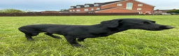 Labrador Retriever dogs for sale:  FTW Sired Working Labrador Pups – Black & Fox Red - Advert 7