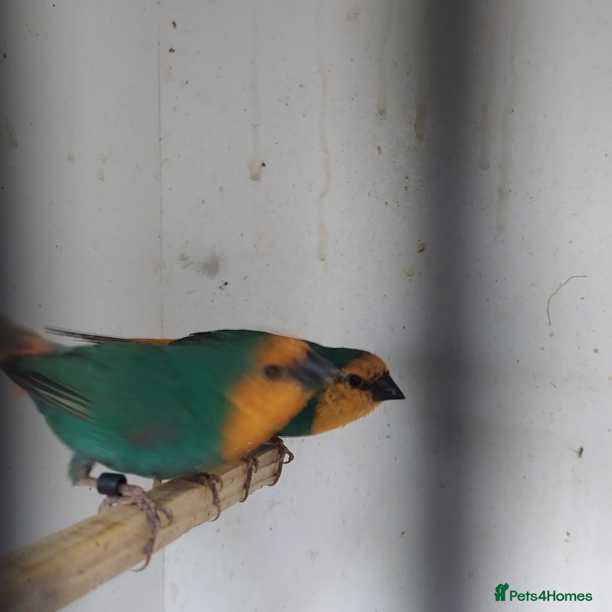 Finches birds Foreign finches available  - Advert 1