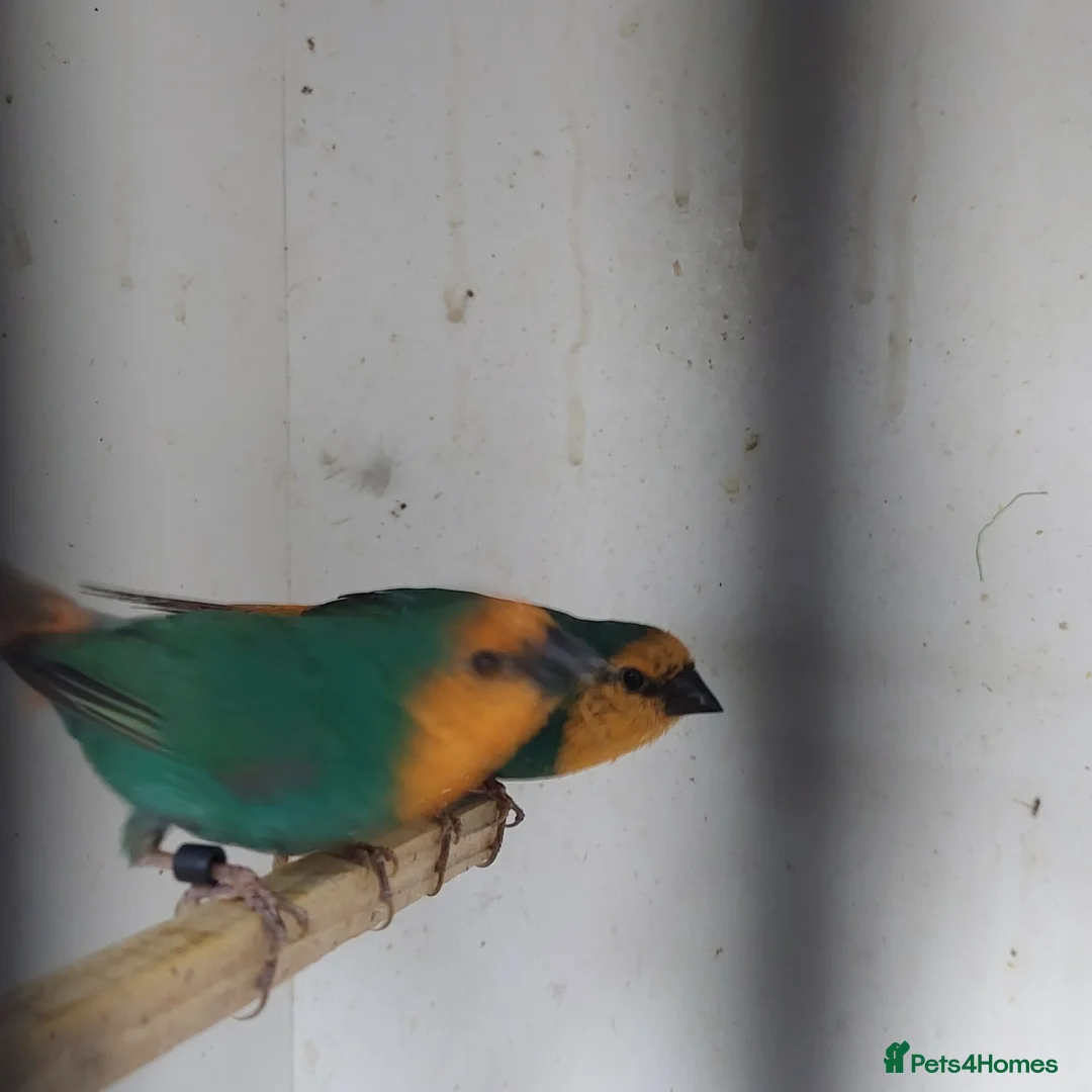 Finches birds for sale: Foreign finches available  - Advert 1