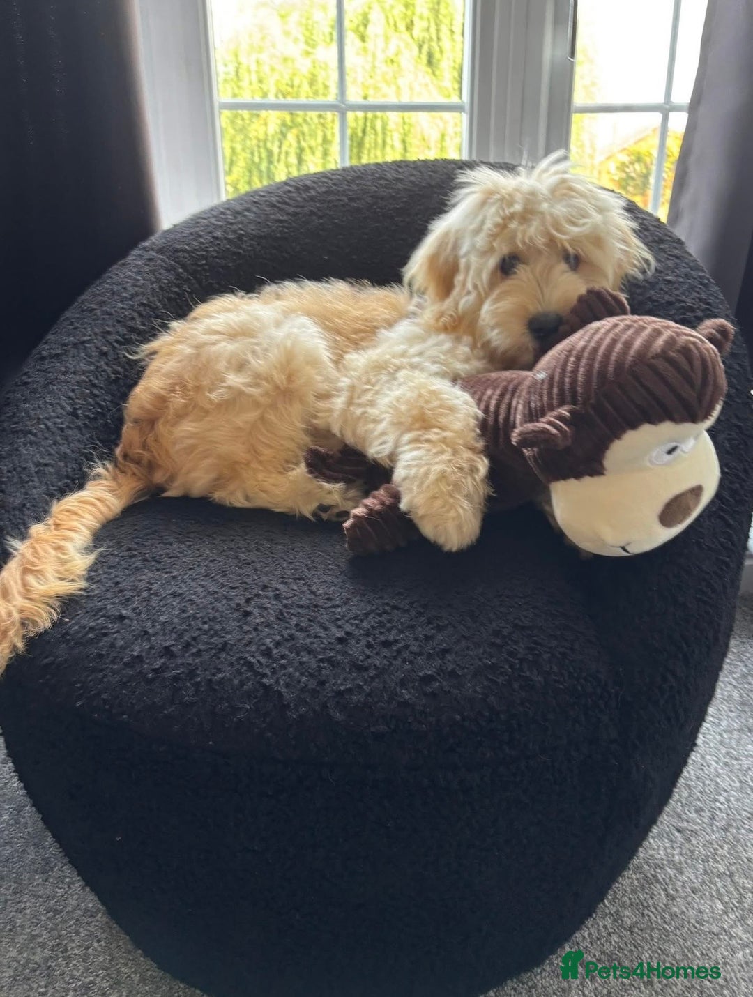 Cavapoo dogs for sale: 9 Month F1b Cavapoo - Advert 2