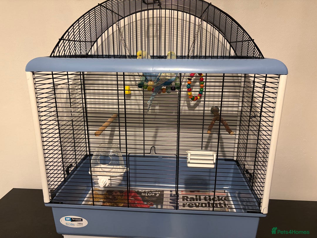 Budgerigars birds for sale: 2 beautiful semi tamed Budgie - Advert 5