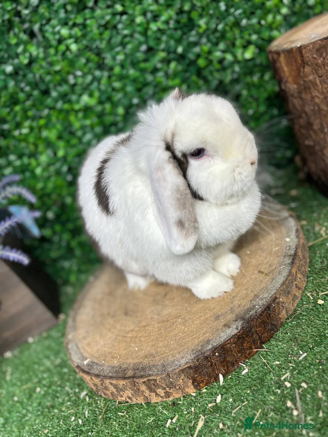 Mini Lop rabbits for sale: 🧡PEDIGREE MINILOPS🧡 - Advert 18