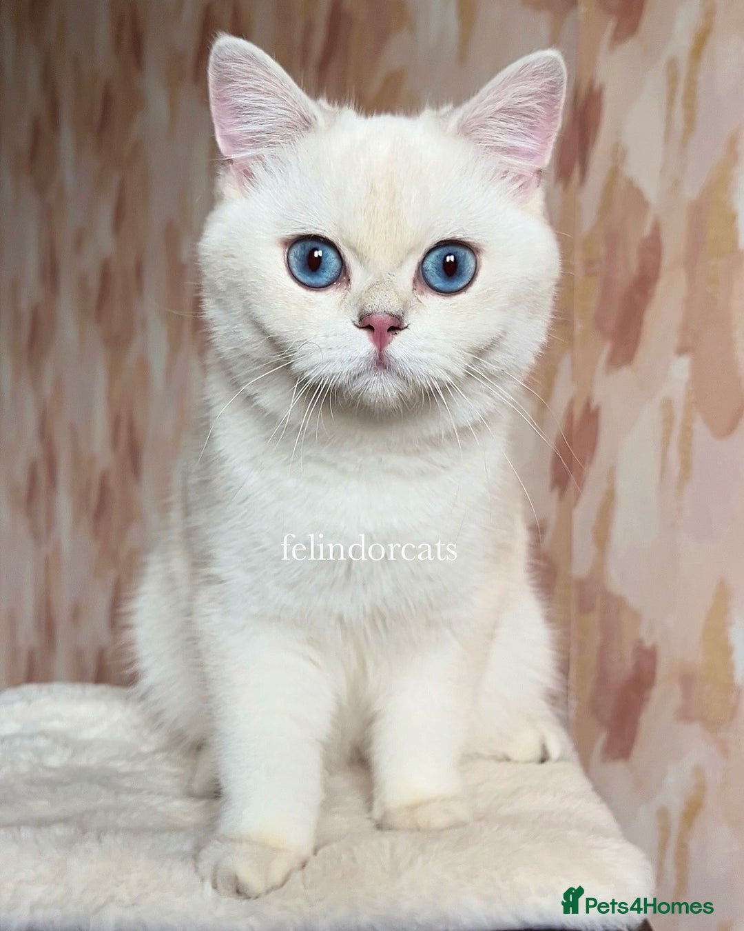 British Shorthair cats for sale: Very handsome British shorthair boy - Advert 4