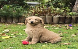 Double Doodle dogs for sale: Just two girls left. Looking for forever homes - Image 4