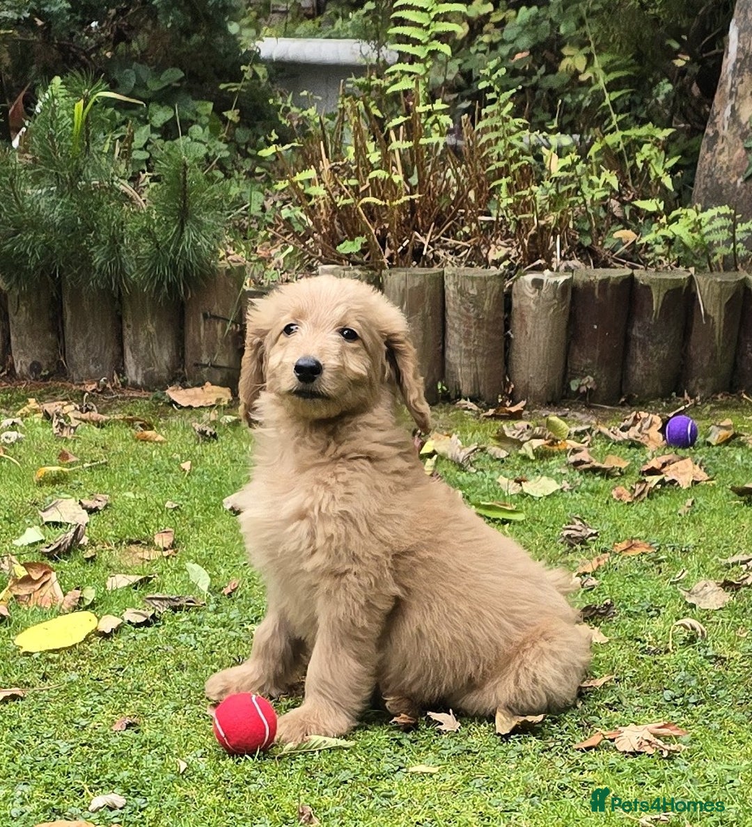 Double Doodle dogs for sale: Just two girls left. Looking for forever homes - Image 4