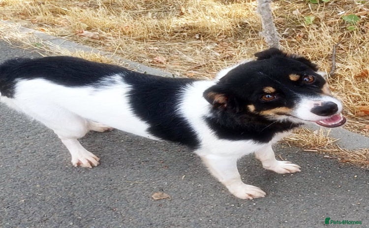 Mixed Breed dogs - Advert 3