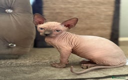Sphynx cats for sale: Beautiful Sphynx Kittens Available  - Image 16