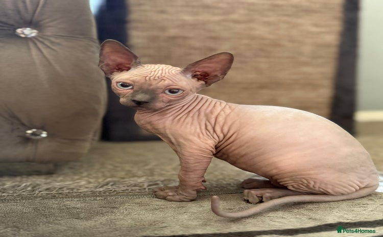 Sphynx cats - Advert 8