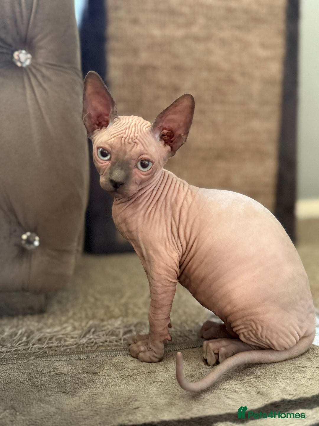 Sphynx cats for sale: Beautiful Sphynx Kittens Available  - Image 16