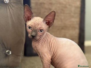 Sphynx cats - Advert 9