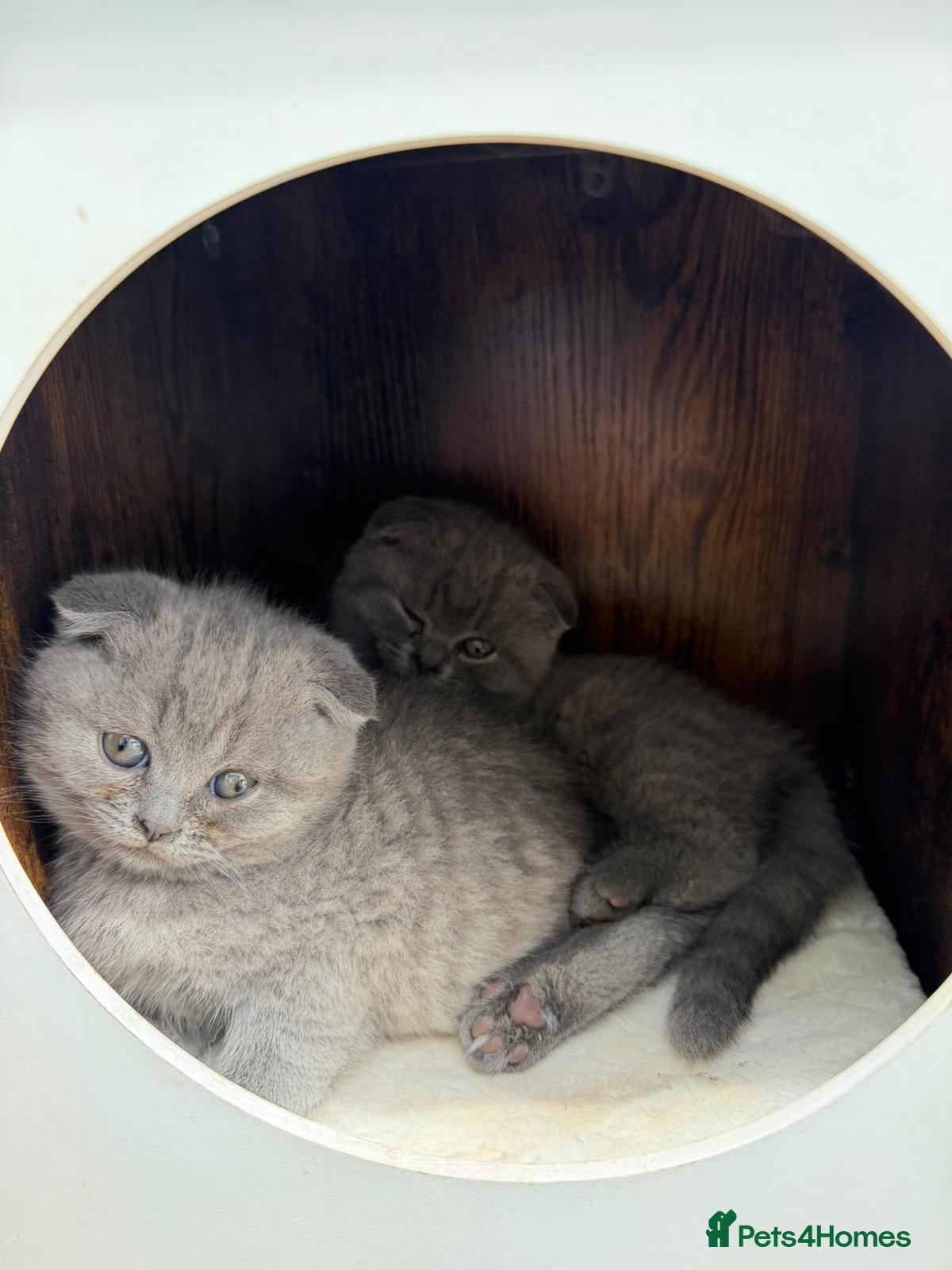 British Shorthair cats Adorable Kittens for Sale 🐾 - Advert 1