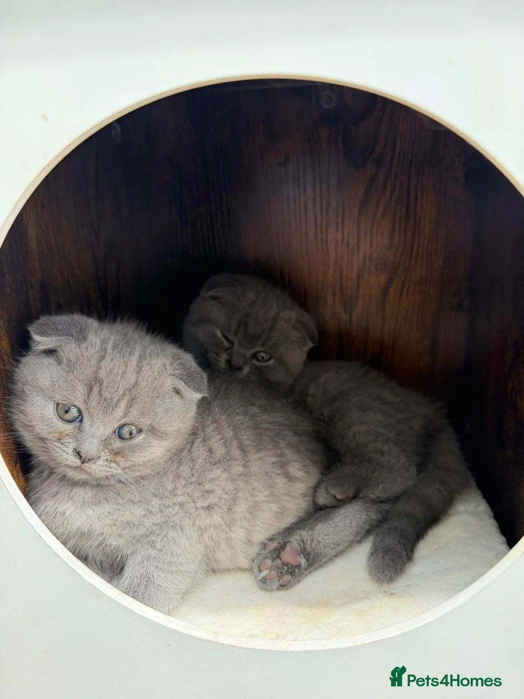 British Shorthair cats for sale: Adorable Kittens for Sale 🐾 in London - Advert 1
