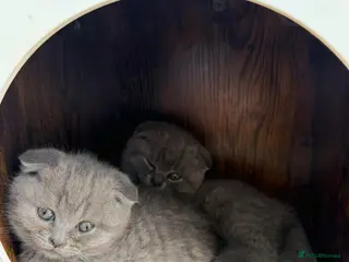 British Shorthair cats for sale: Adorable Kittens for Sale 🐾 - Advert 2
