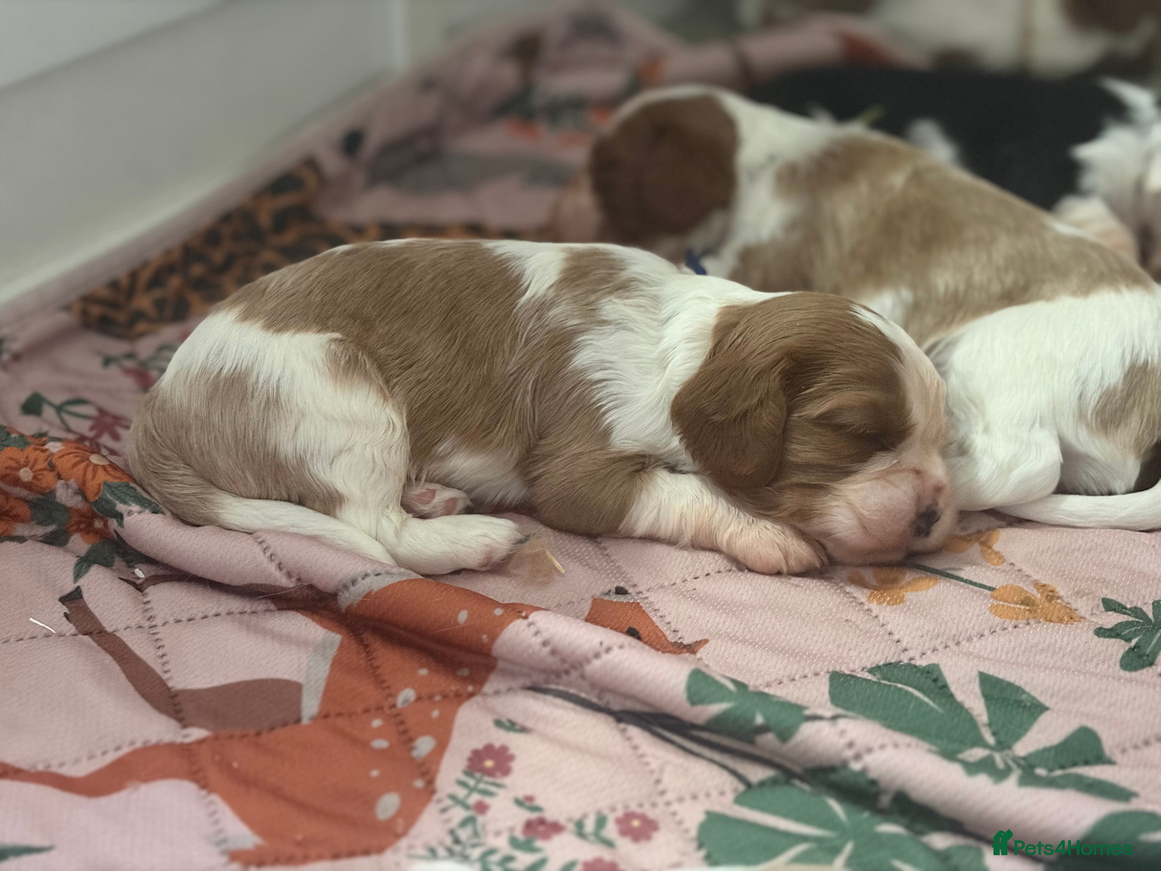 Cavalier King Charles Spaniel dogs Beautiful KC Registered Cavalier King Charles Pups - Advert 18