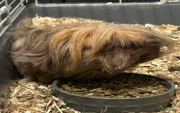 Guinea Pig rodents for sale: Two male guinea pigs - Image 2