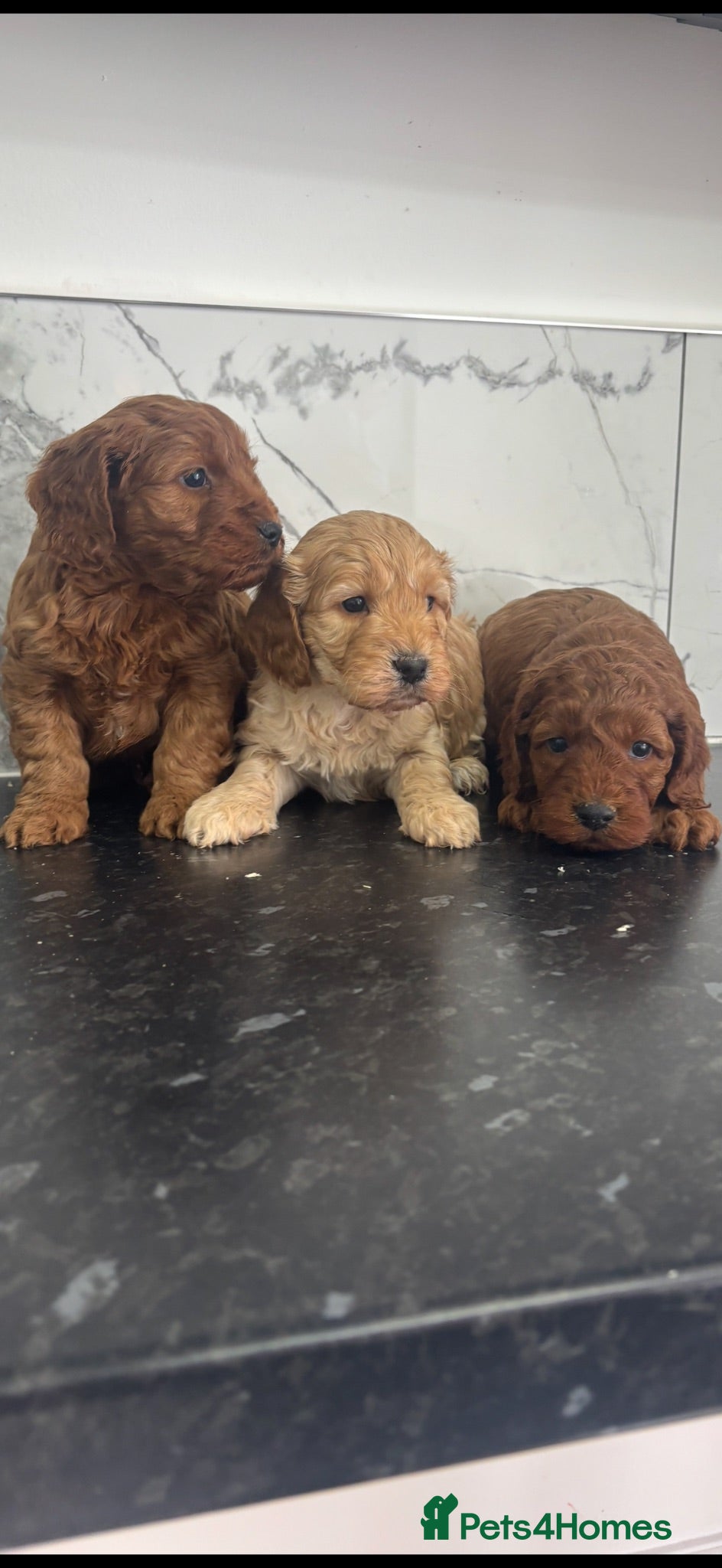 Cavapoo dogs Ready now f1 Cavapoo puppies (toy poodle) - Advert 9