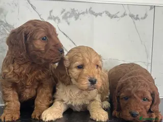 Cavapoo dogs Ready now f1 Cavapoo puppies (toy poodle) - Advert 18